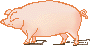 pig2.gif